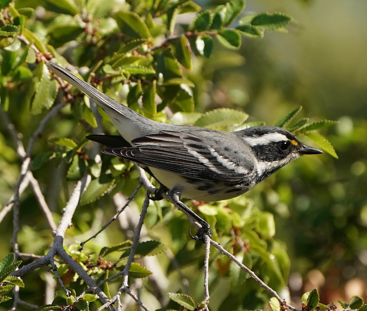 Black-throated Gray Warbler - ML644532987