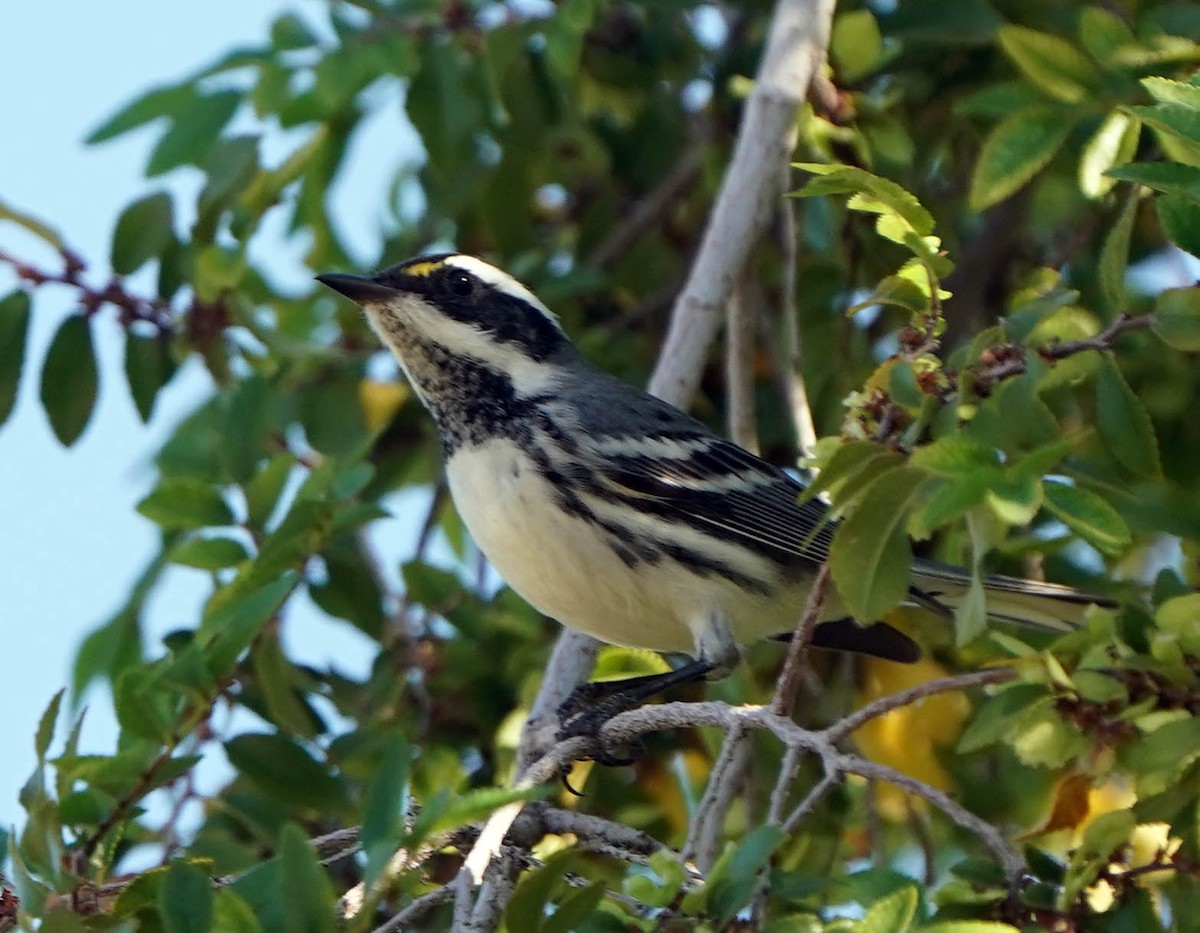 Black-throated Gray Warbler - ML644532988