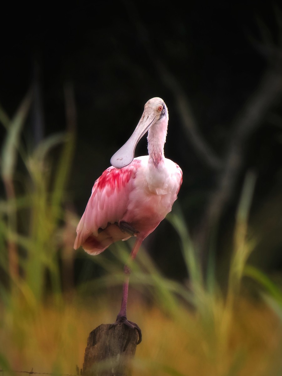 ベニヘラサギ - ML644532989