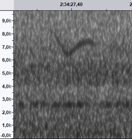 Kızıl Kuyruklu Ötleğen - ML644532990