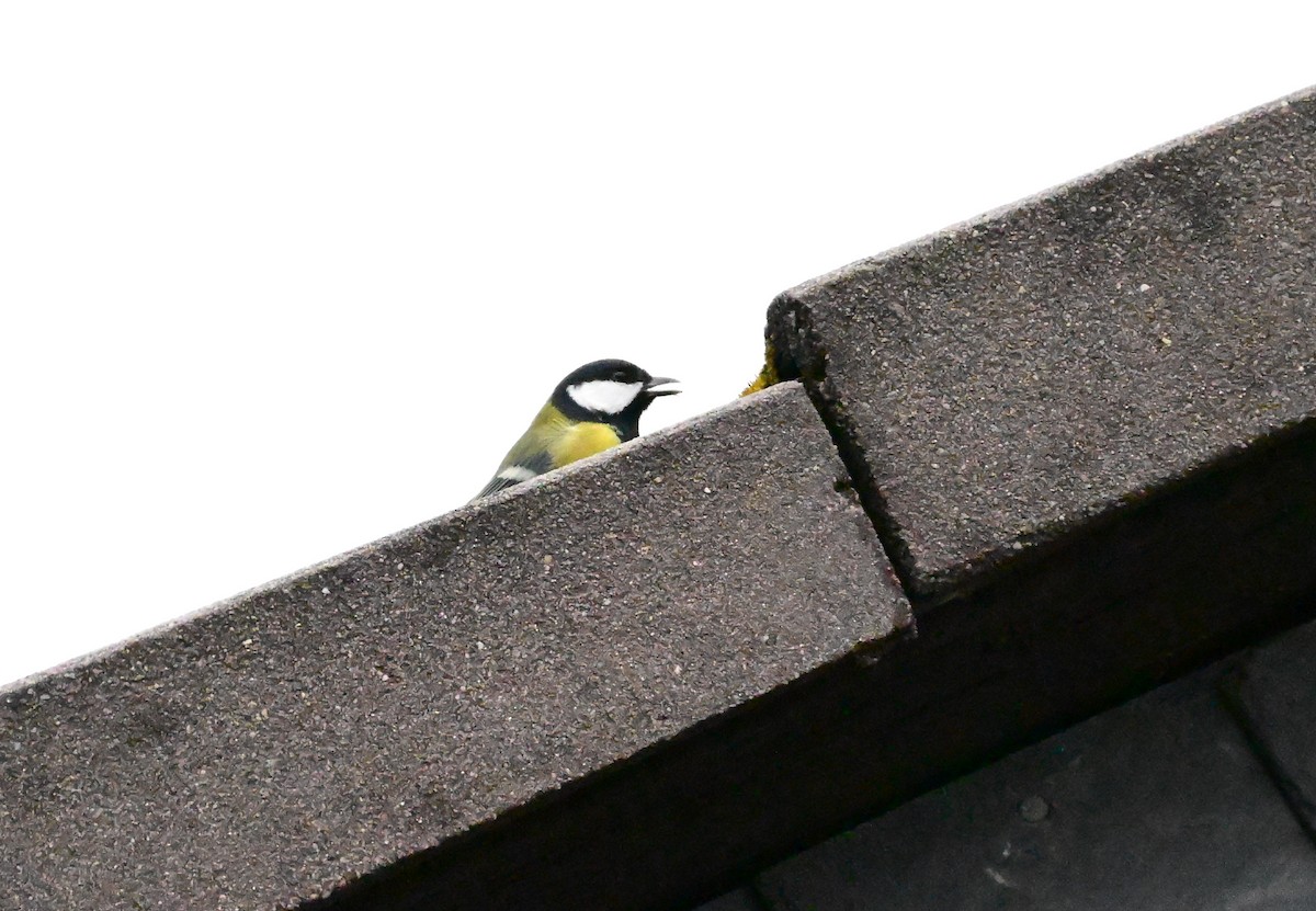 ヨーロッパシジュウカラ - ML644532992