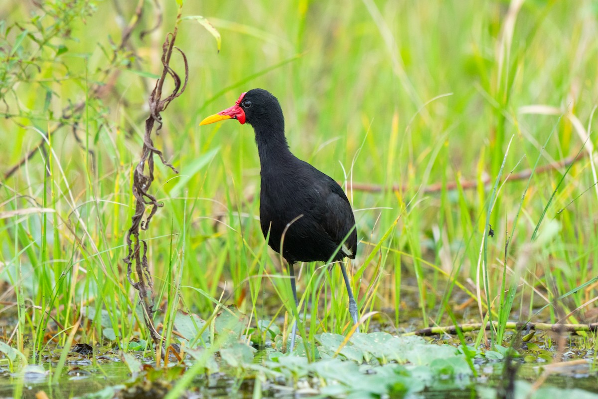 Wattled Jacana - ML644533010
