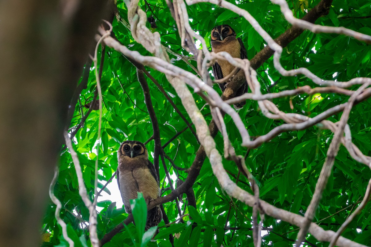 Brown Wood-Owl - ML644533011