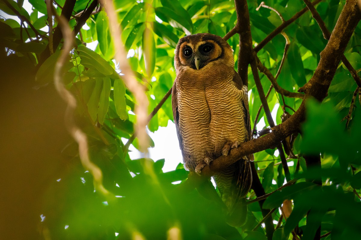 Brown Wood-Owl - ML644533012