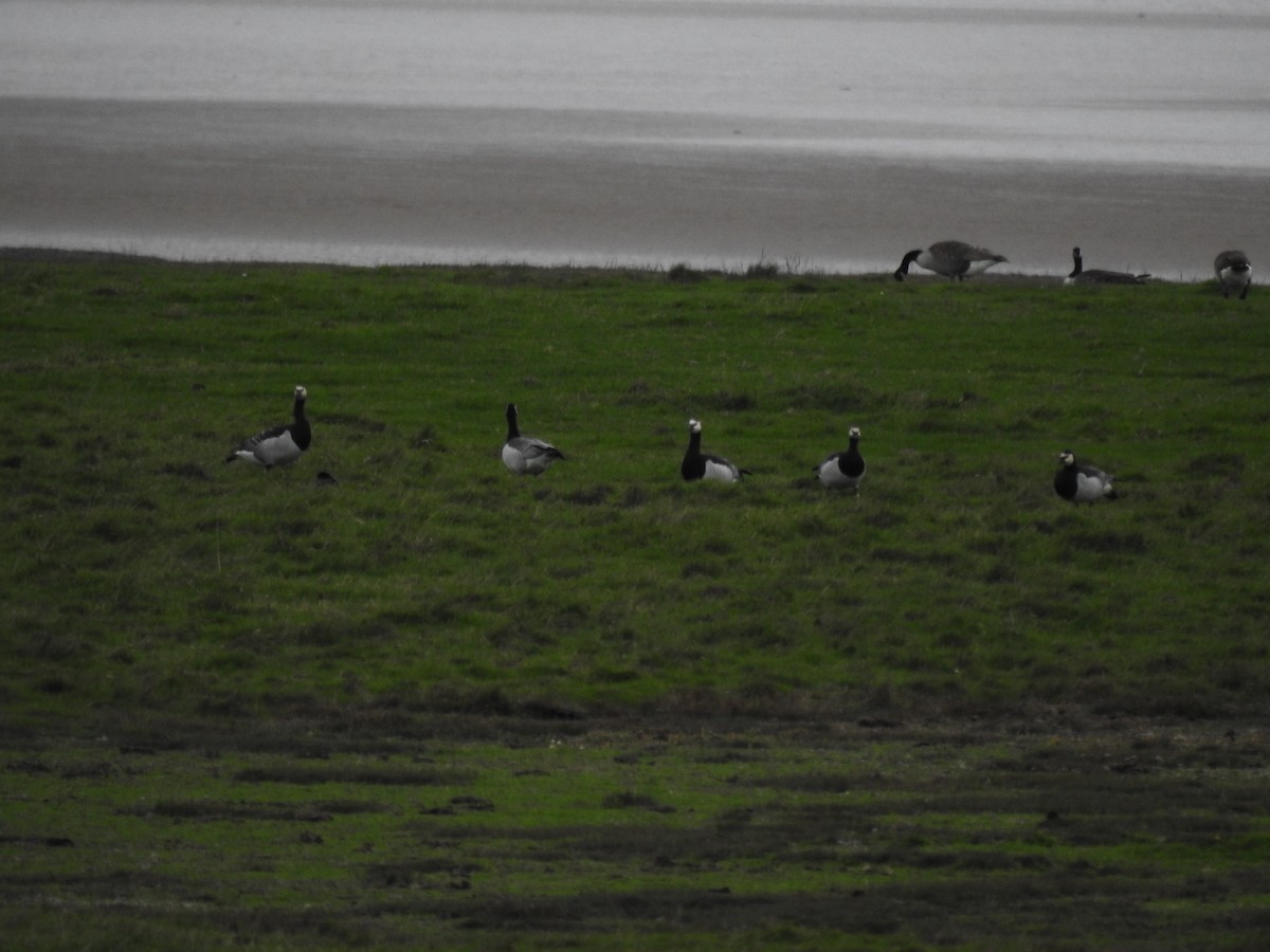 Barnacle Goose - ML644533020
