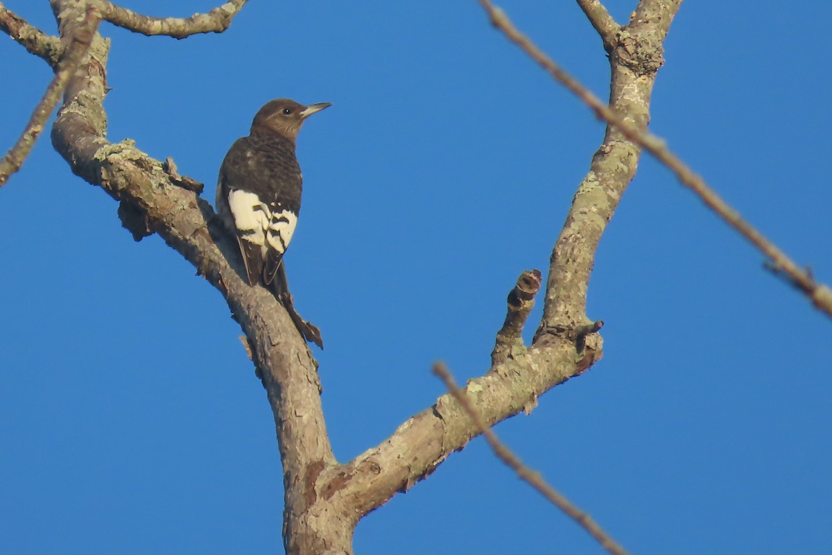 datel červenohlavý - ML644533022