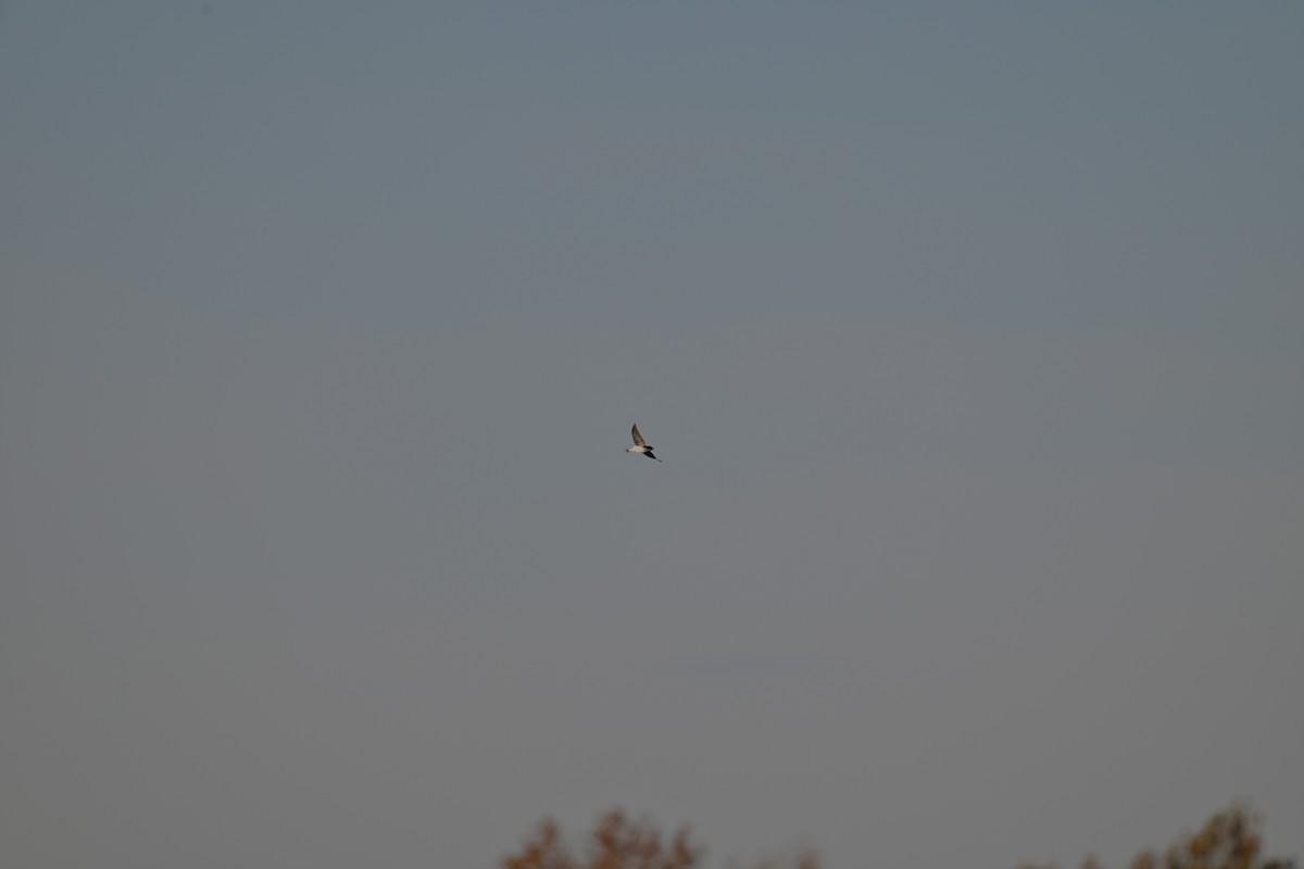 Tree Swallow - ML644533024