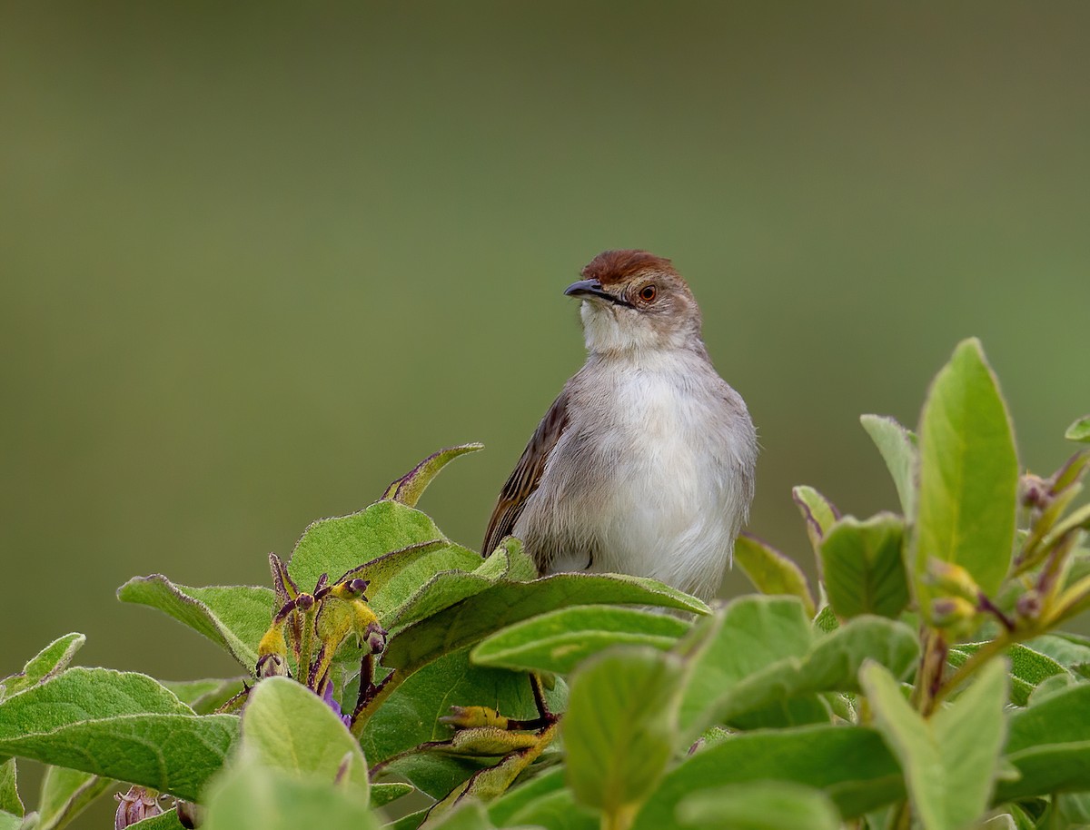 Rattling Cisticola - ML644533027