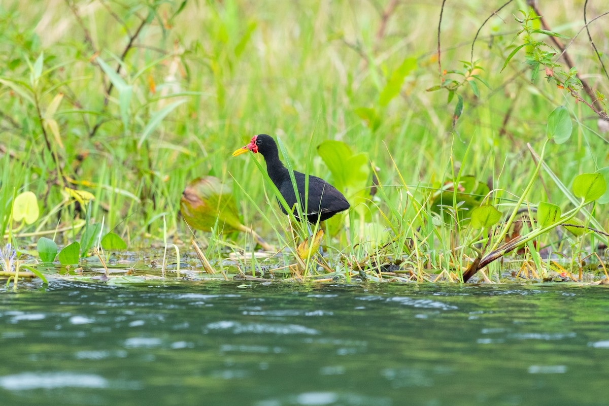 Wattled Jacana - ML644533030