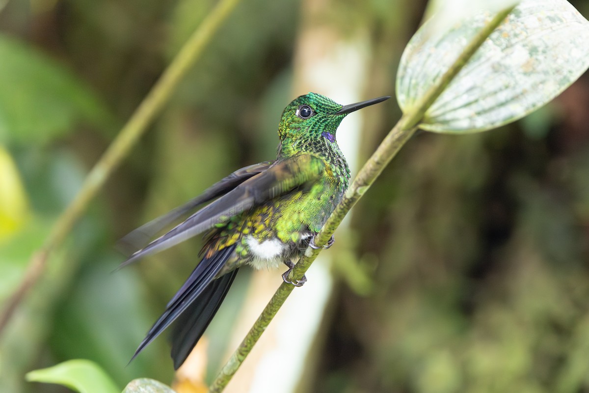 Колібрі-діамант колумбійський - ML644533036