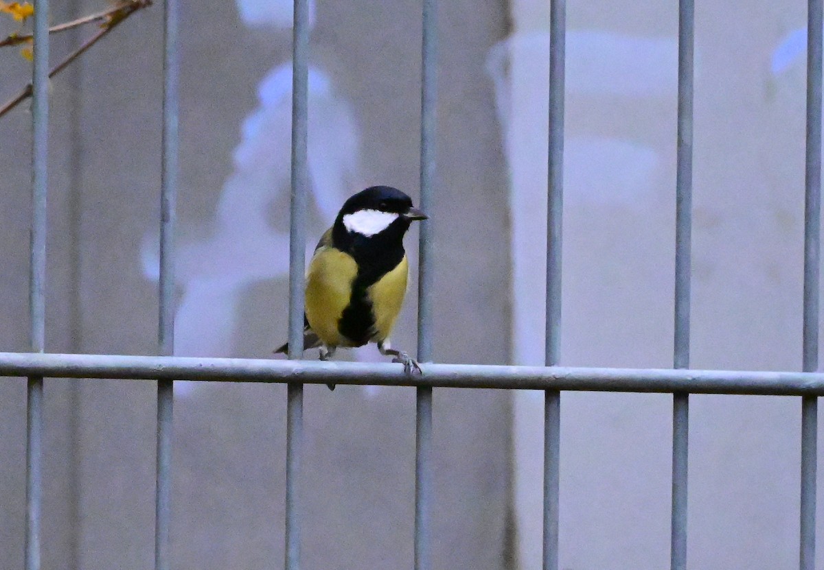 ヨーロッパシジュウカラ - ML644533037