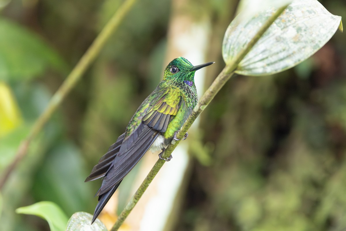 Колібрі-діамант колумбійський - ML644533038