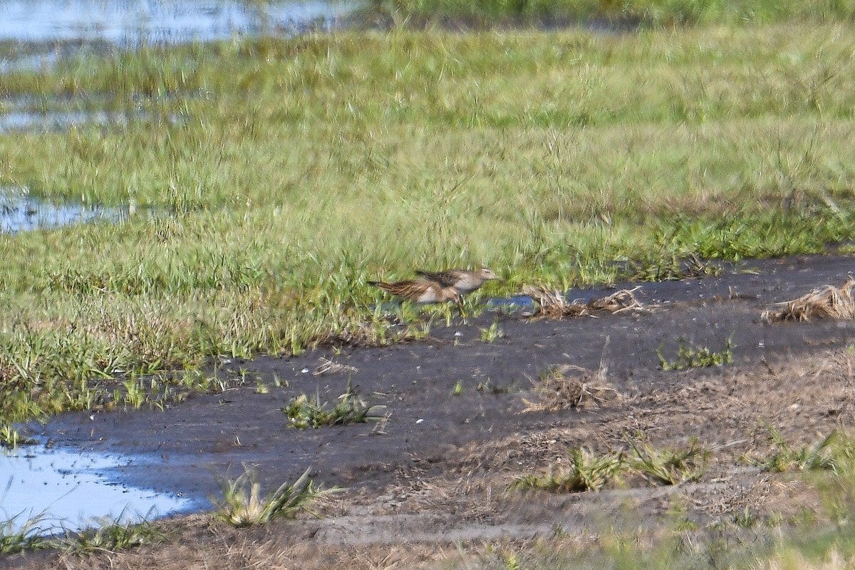 Pectoral Sandpiper - ML644533039
