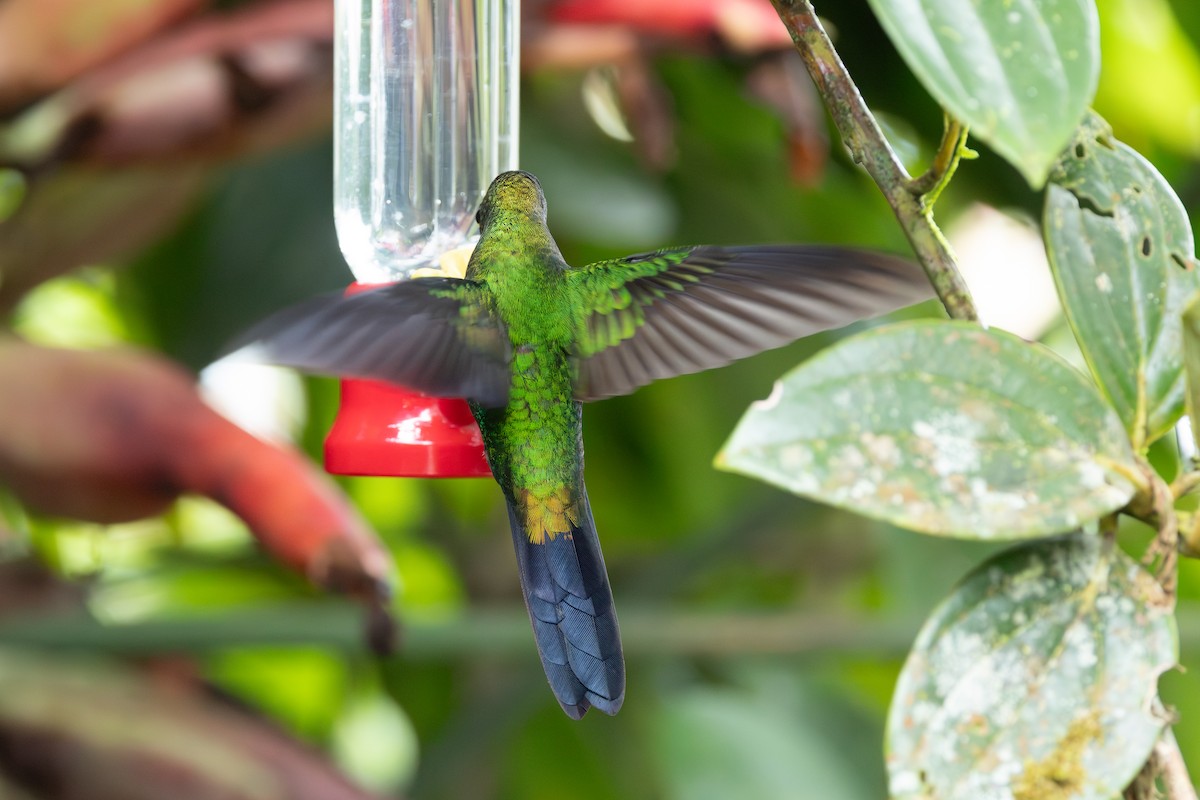 Колібрі-діамант колумбійський - ML644533041