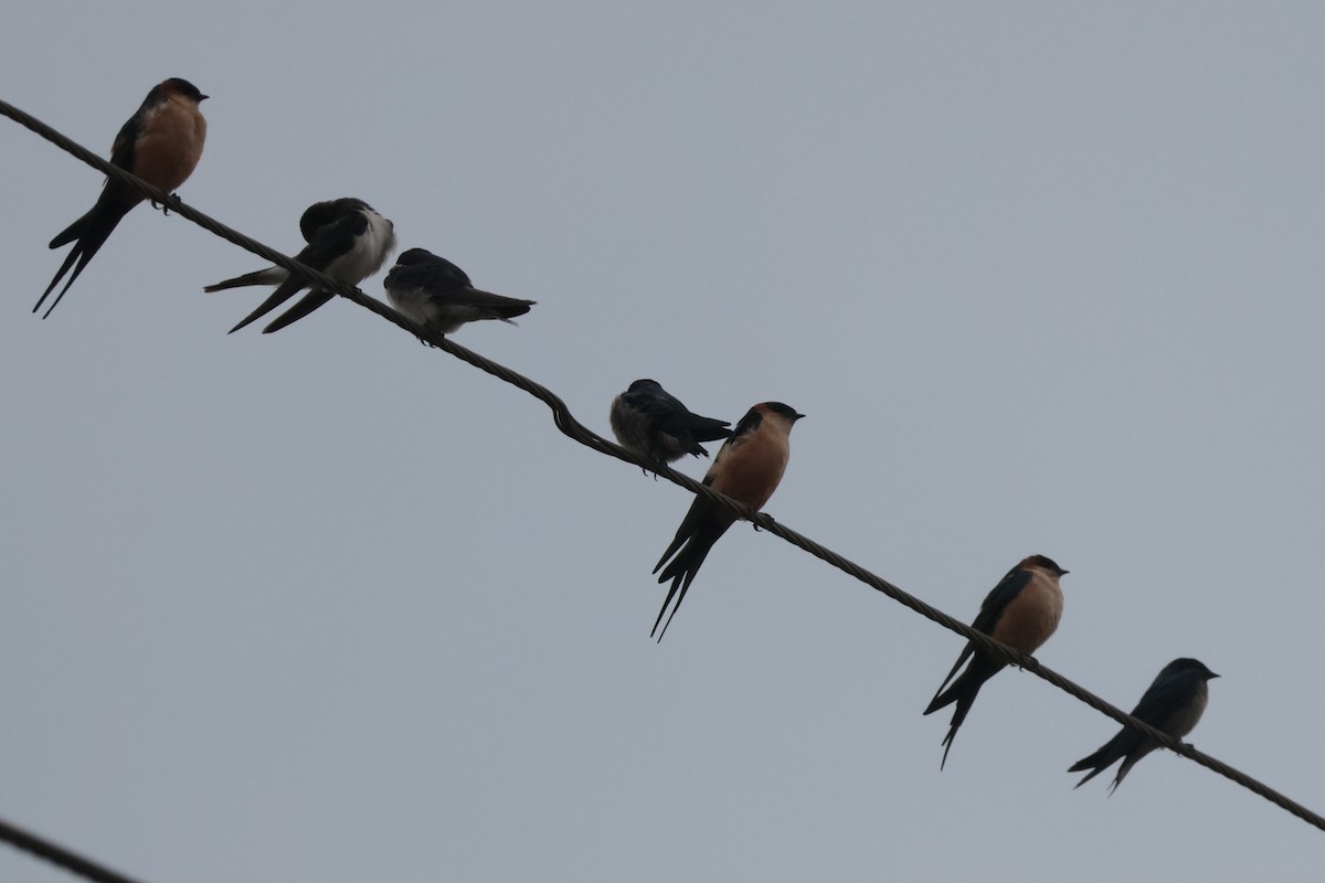 African Red-rumped Swallow - ML644533042