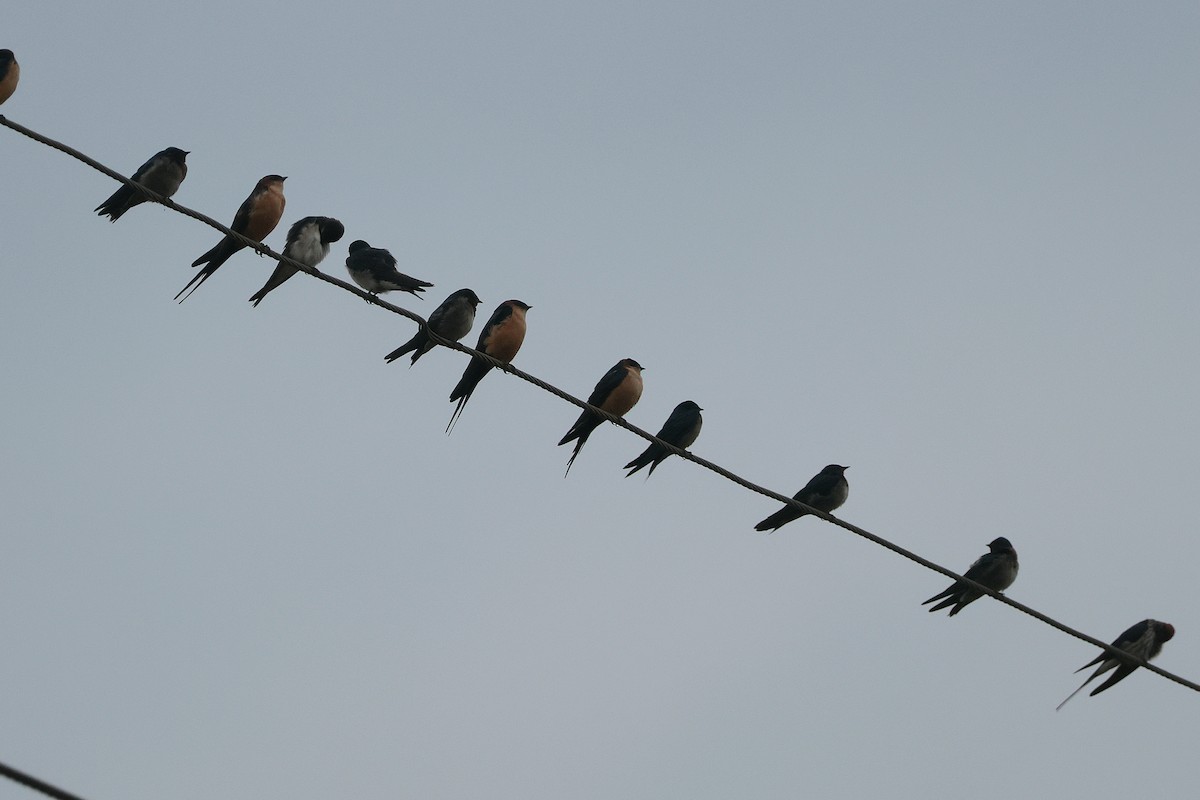 African Red-rumped Swallow - ML644533043