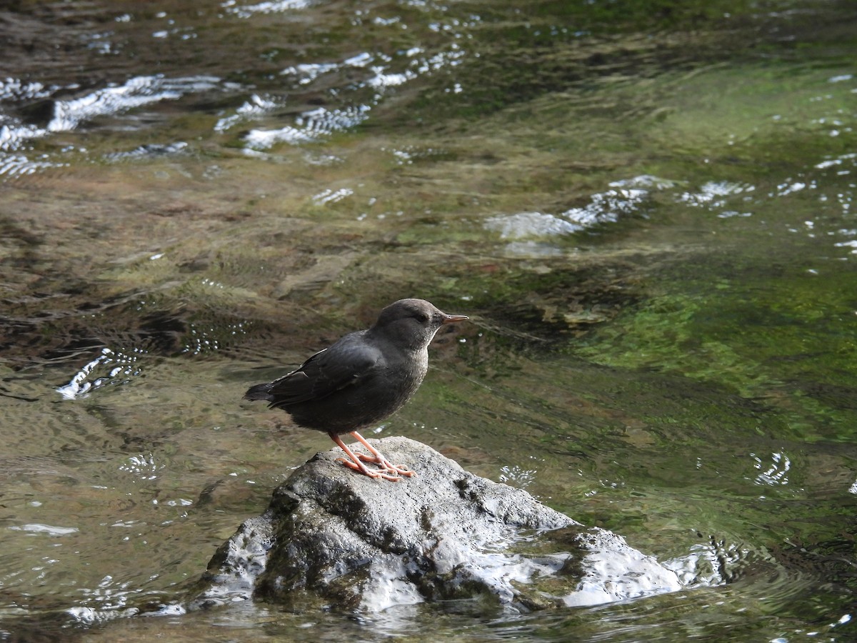 American Dipper - ML644533047