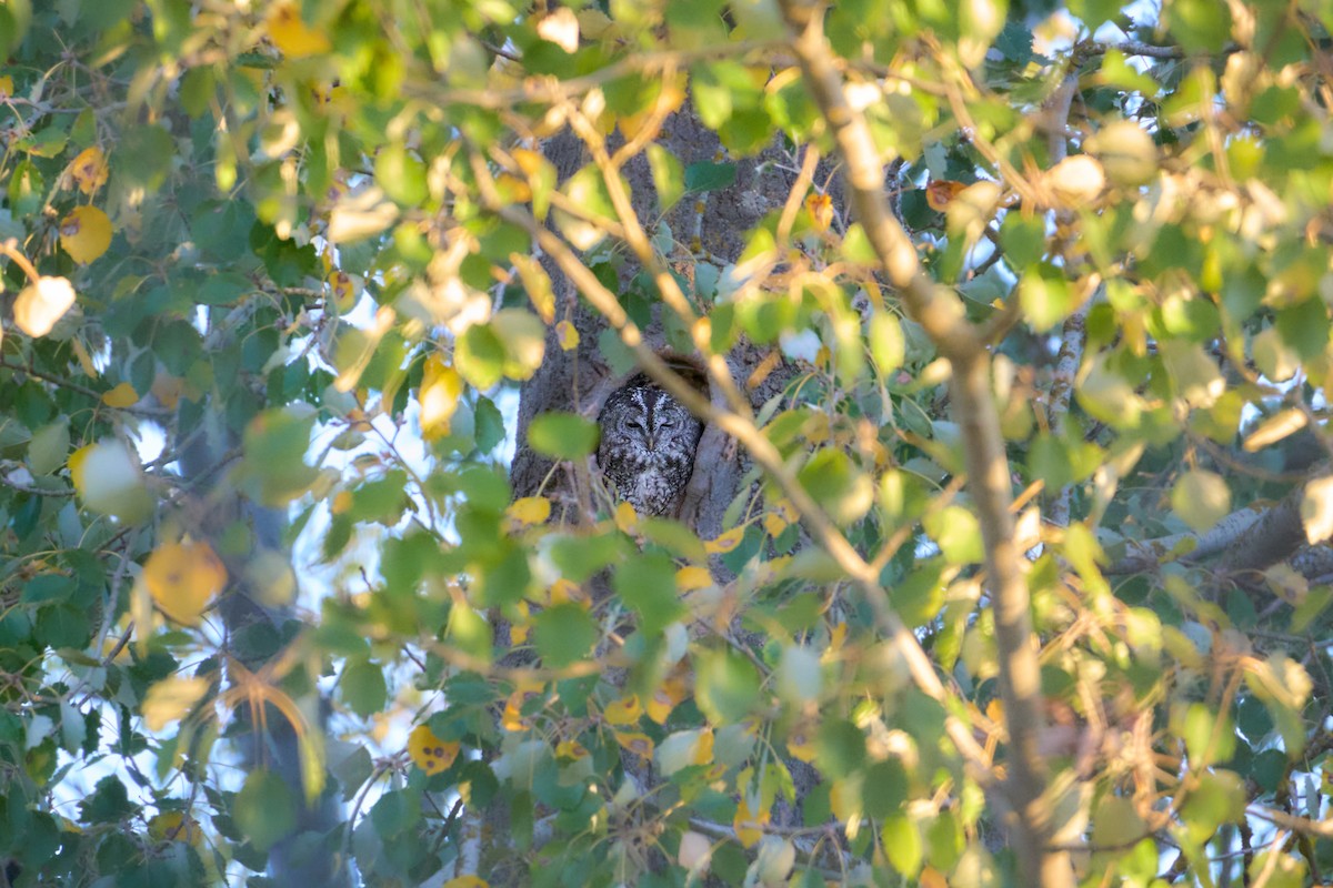 Chouette hulotte - ML644533048