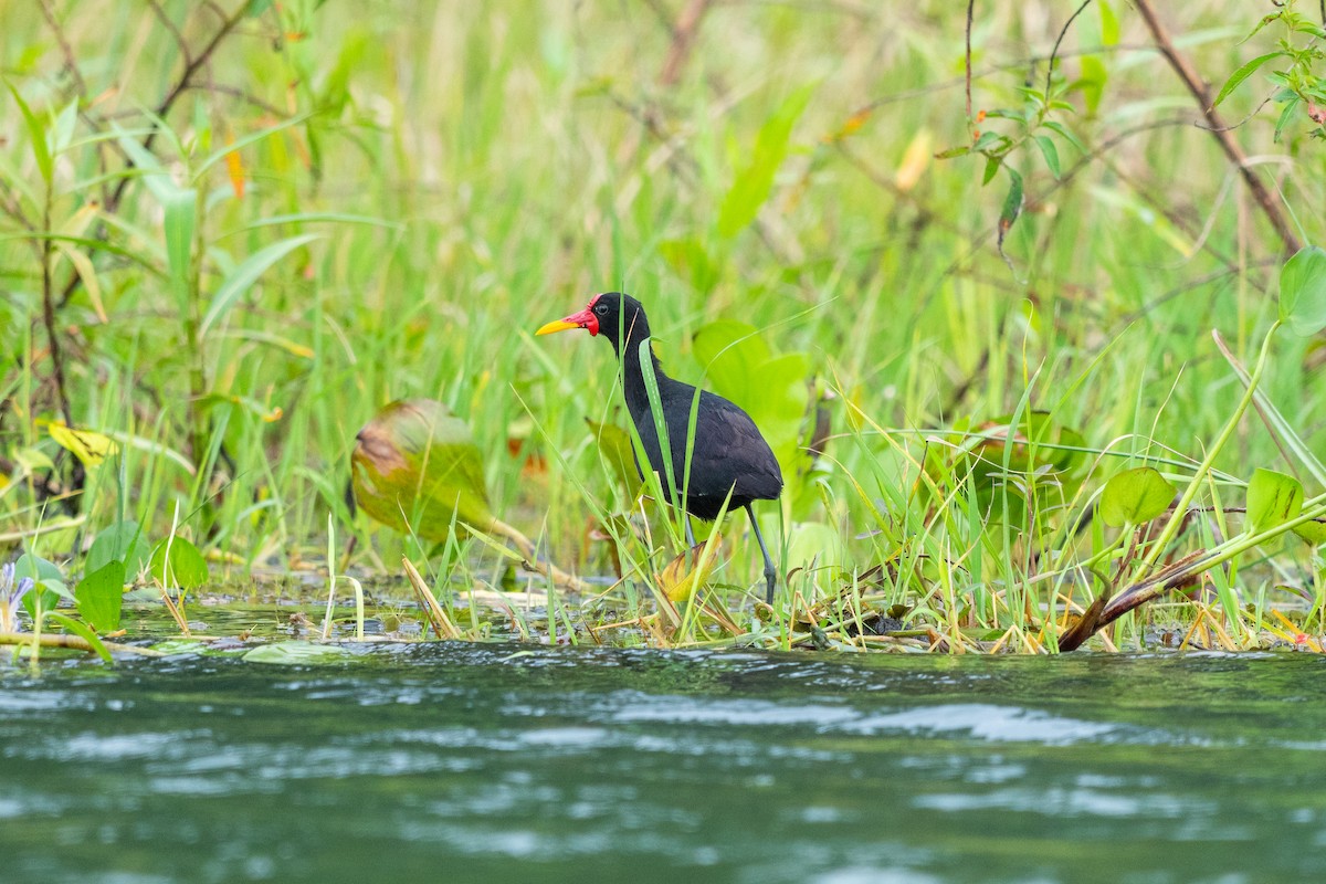 Wattled Jacana - ML644533049