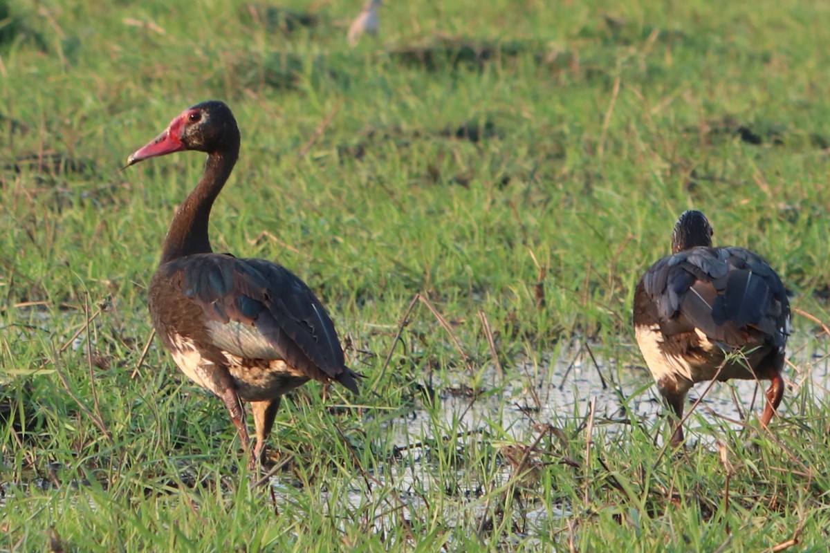 Spur-winged Goose - ML644533064