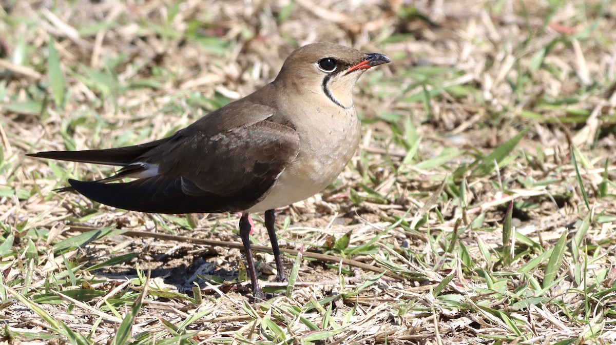 Rotflügel-Brachschwalbe - ML644533065