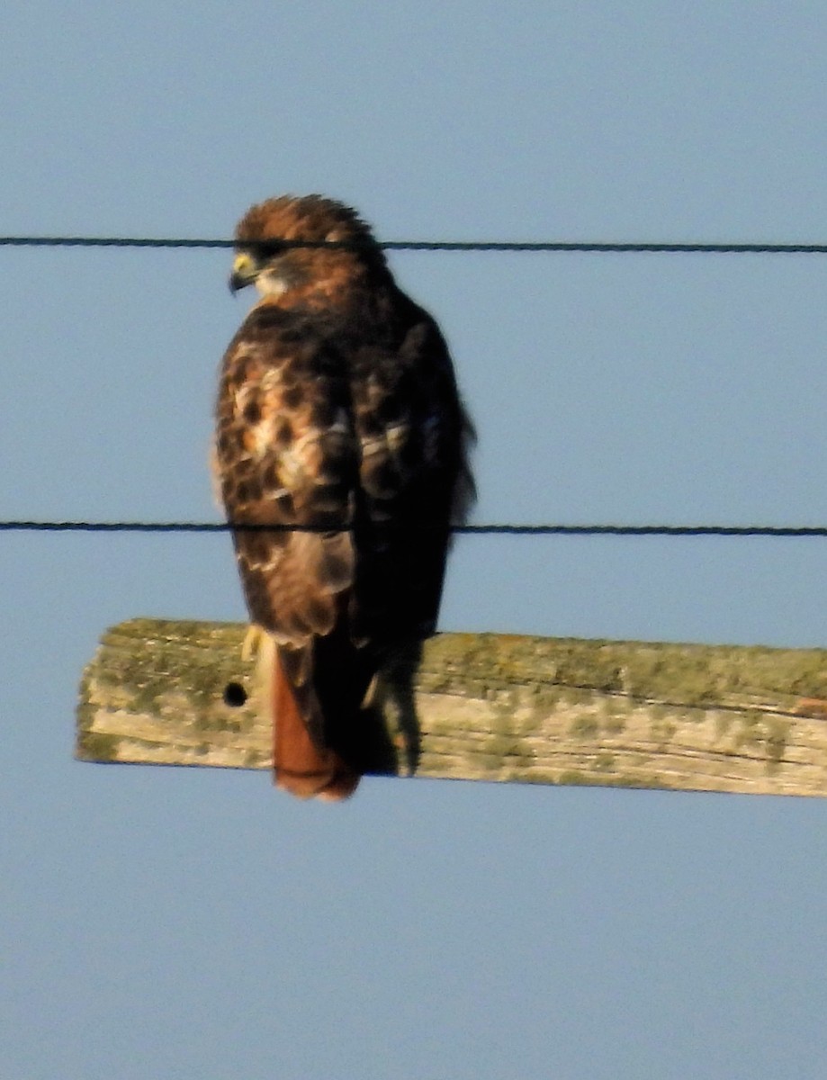 Poiana codarossa - ML644533068