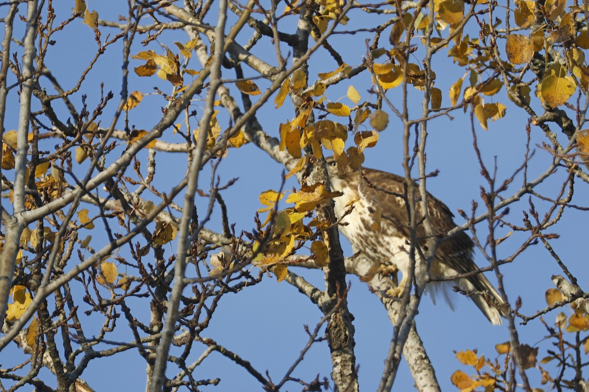 Poiana codarossa - ML644533074