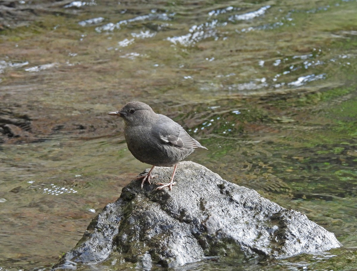 American Dipper - ML644533075
