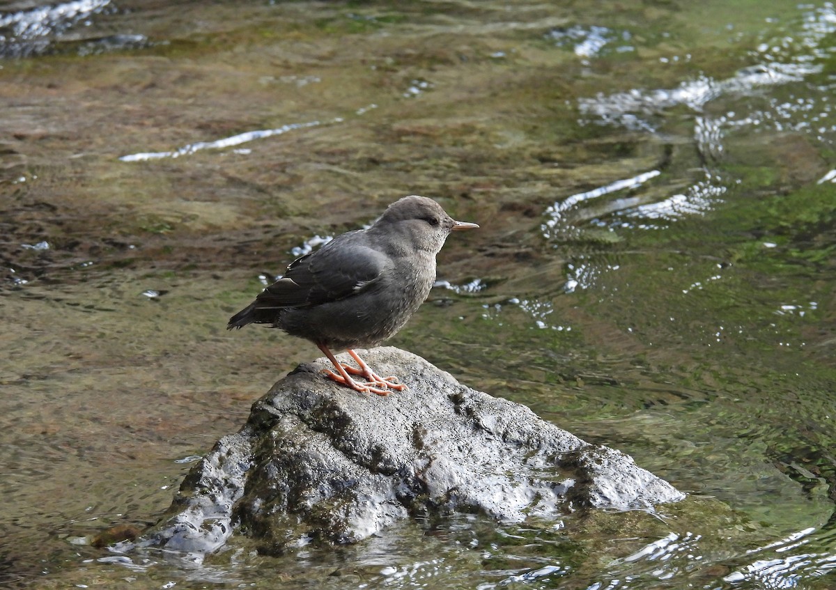 American Dipper - ML644533076