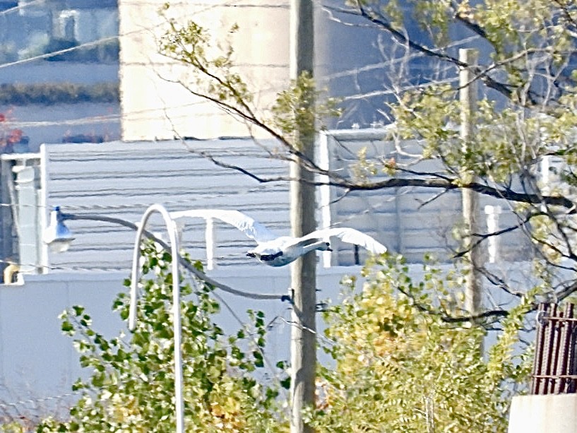 Mute Swan - ML644533077