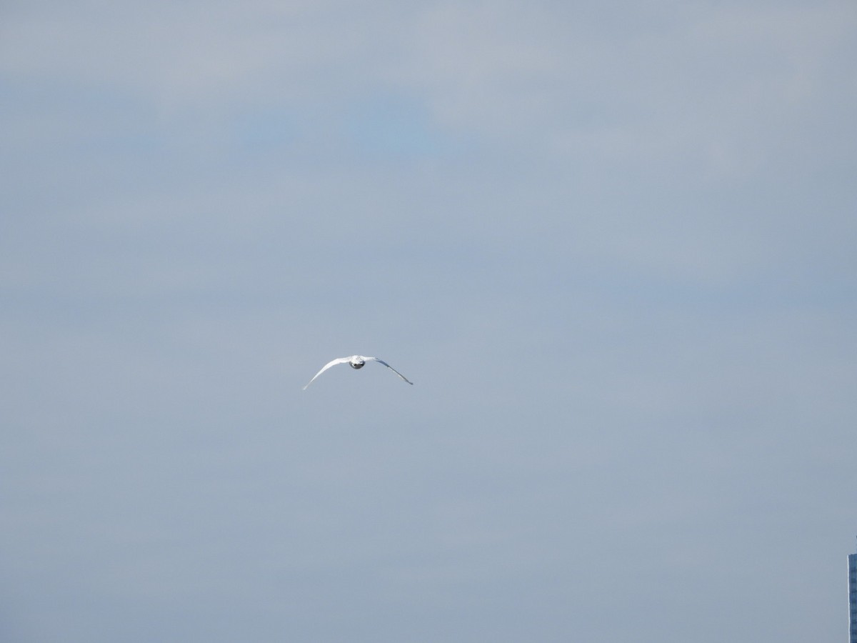 Mute Swan - ML644533078