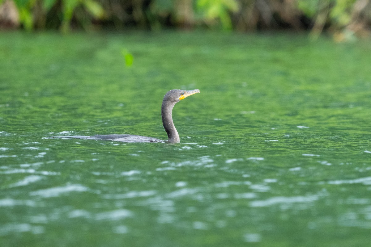 Neotropic Cormorant - ML644533079