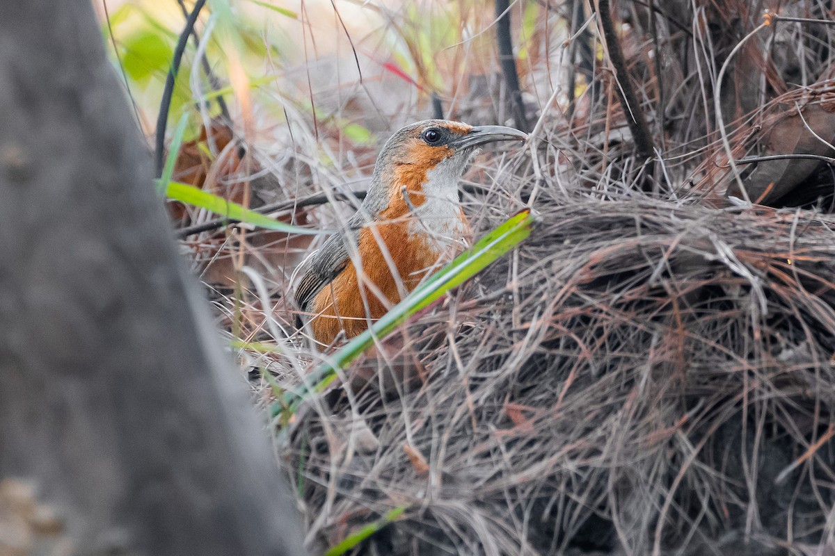 Red-eyed Scimitar-Babbler - ML644533089