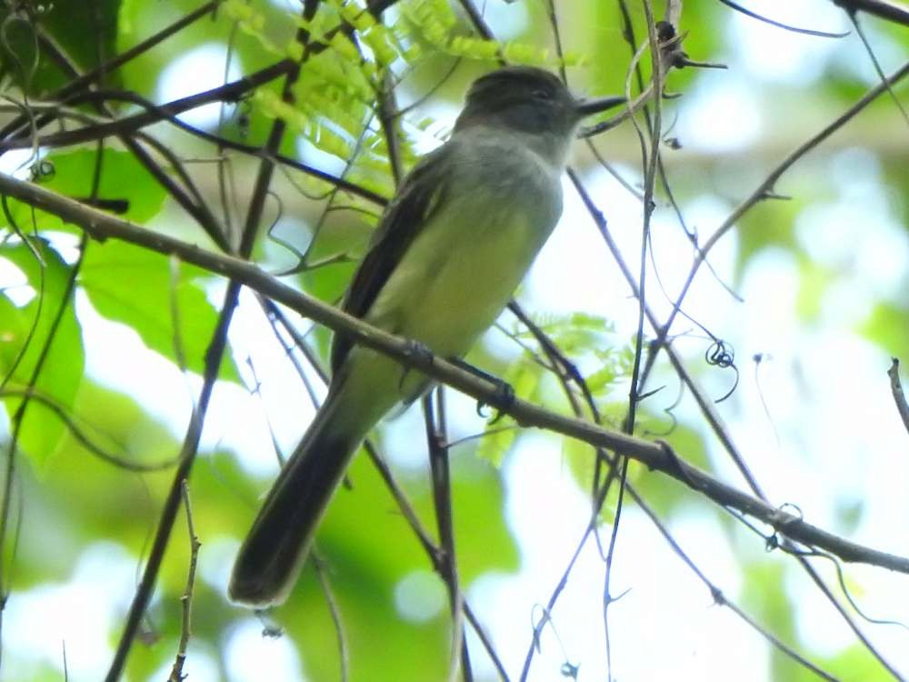 venezuelatyrann - ML644533098