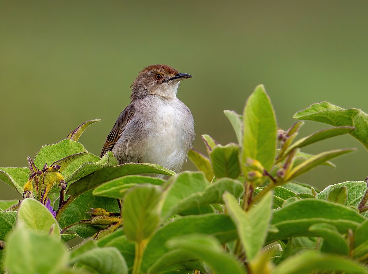 Rattling Cisticola - ML644533115