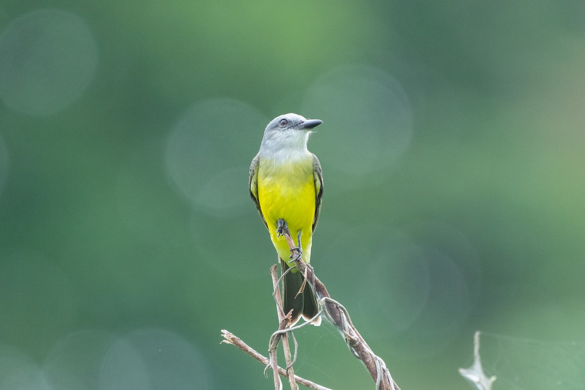 Tropical Kingbird - ML644533116