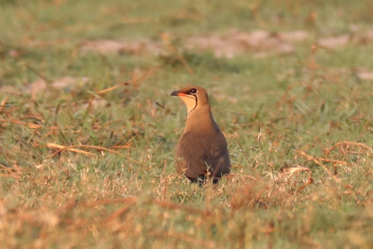 Collared Pratincole - ML644533119
