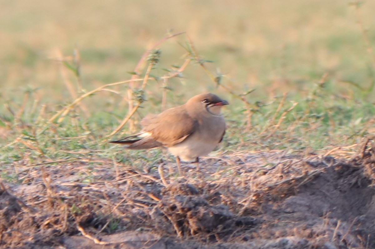 Collared Pratincole - ML644533120
