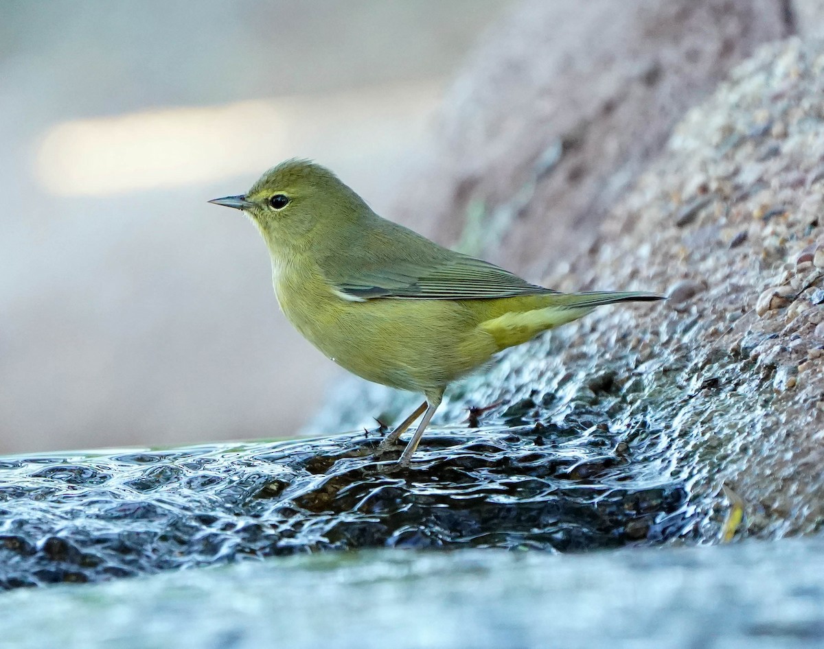 Orange-crowned Warbler - ML644533124