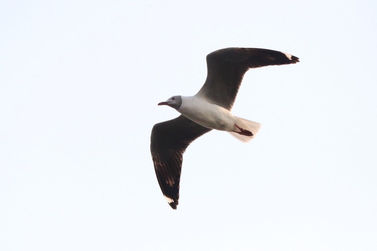 Gray-hooded Gull - ML644533134
