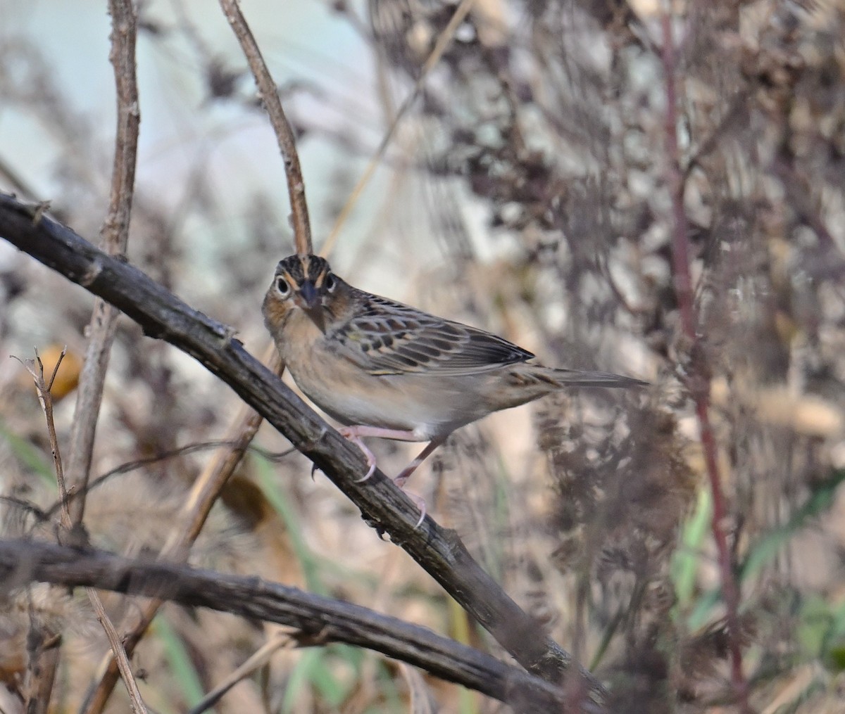 Grasshopper Sparrow - ML644533135