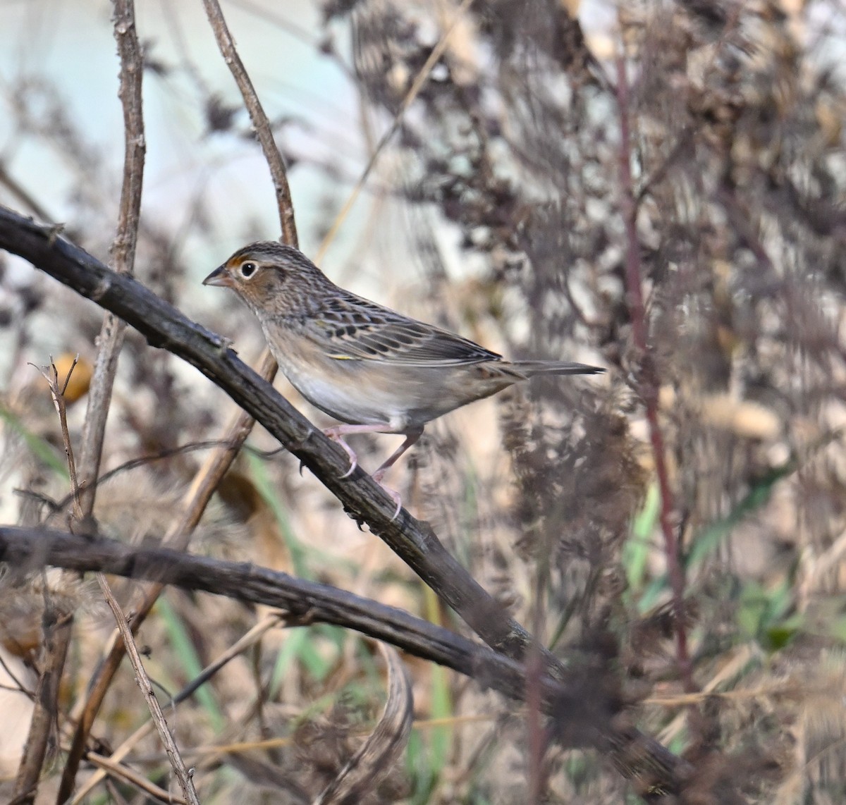 Grasshopper Sparrow - ML644533136