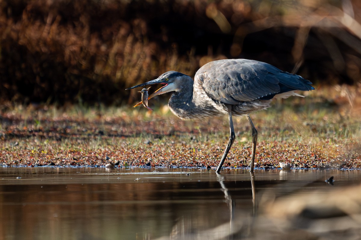 Great Blue Heron - ML644533137