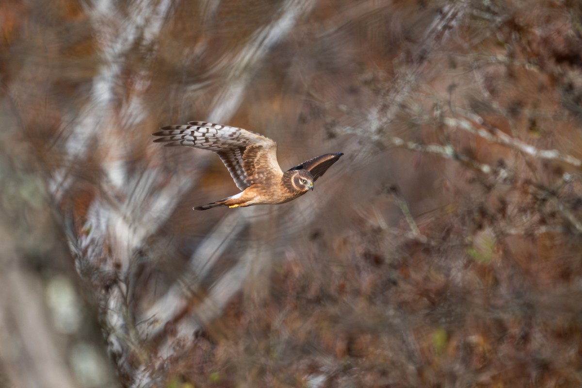 Northern Harrier - ML644533141