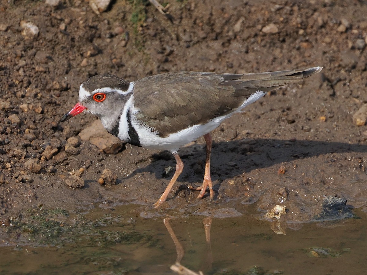 ミスジチドリ - ML644533142