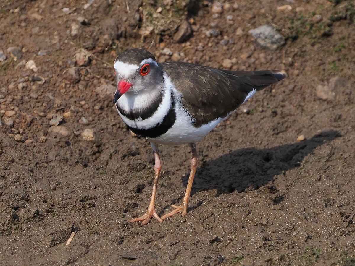 ミスジチドリ - ML644533143