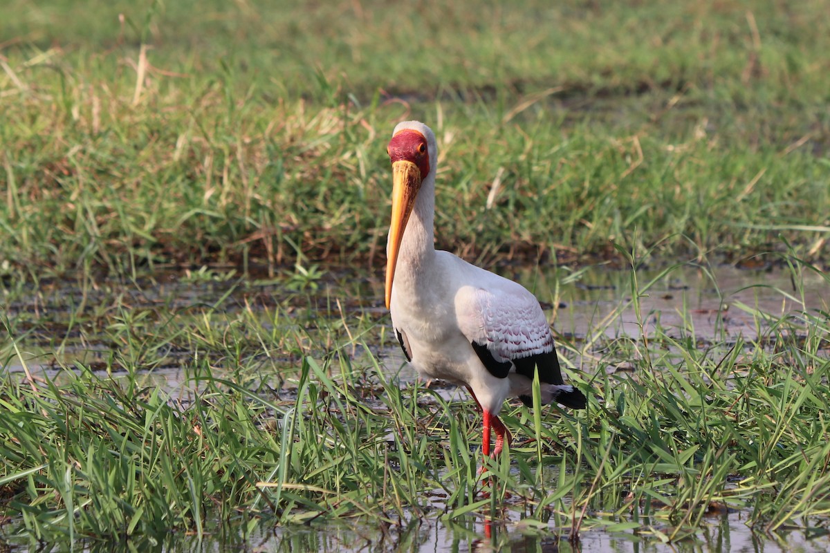 Yellow-billed Stork - ML644533148