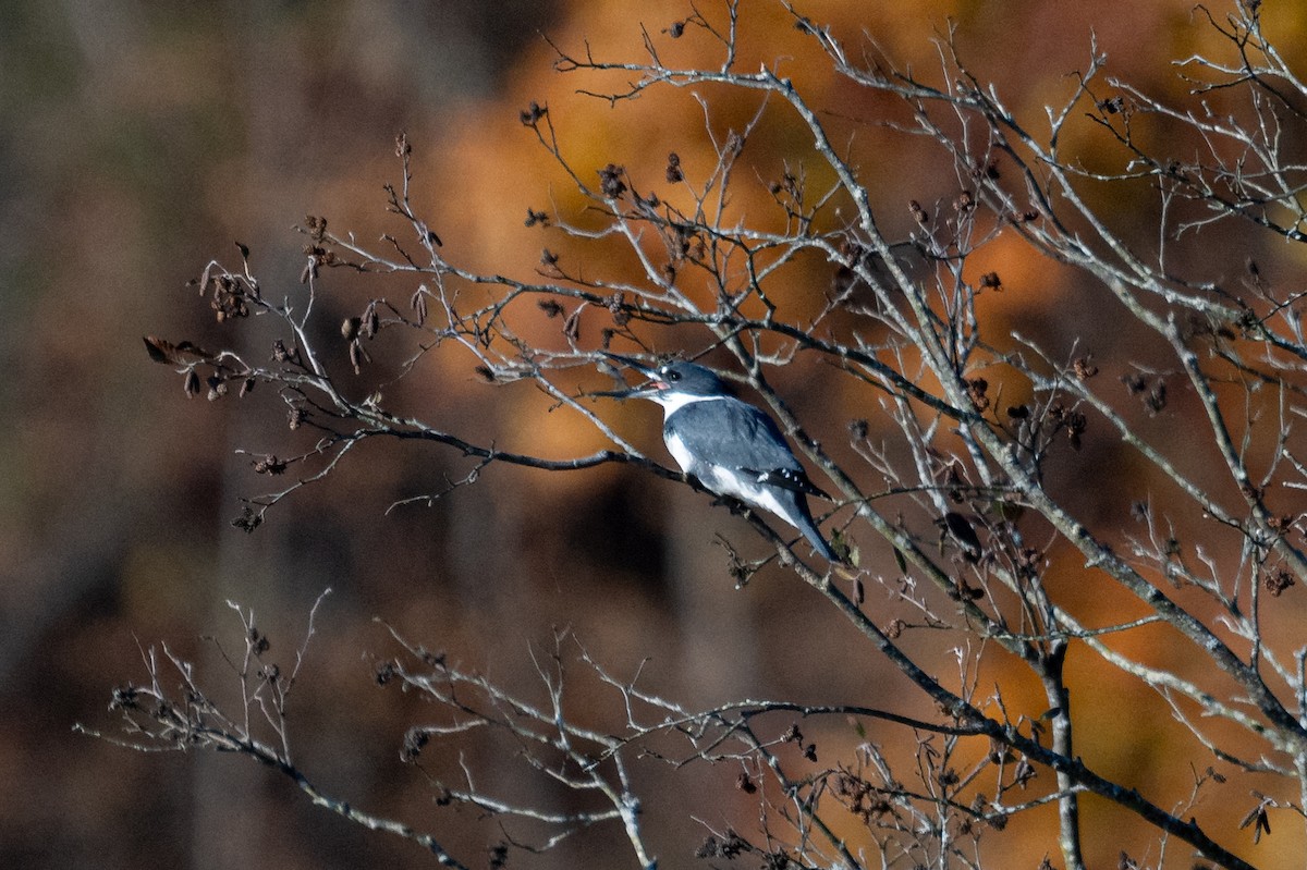 Belted Kingfisher - ML644533152