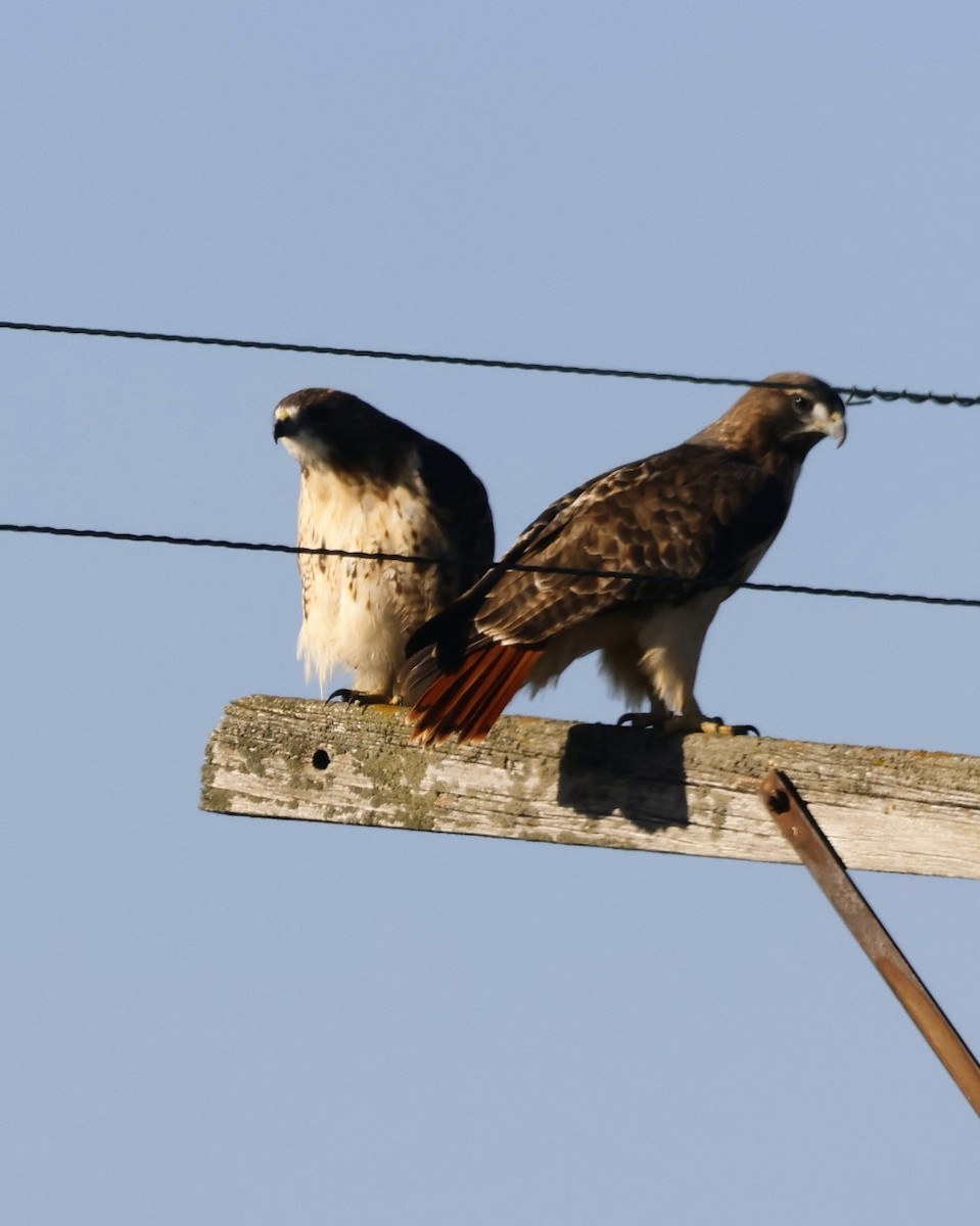 Poiana codarossa - ML644533154