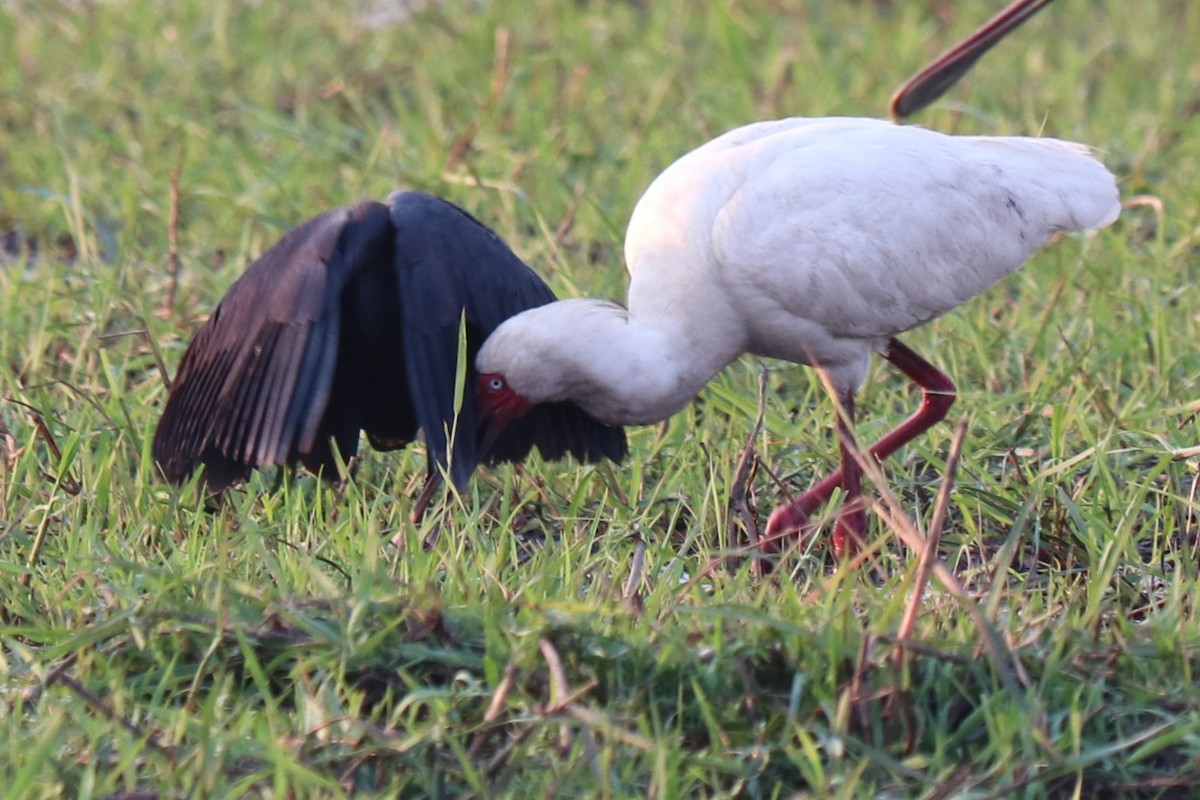 Black Heron - ML644533162